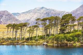 Pines of Connemara