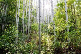 Sunburst Grove