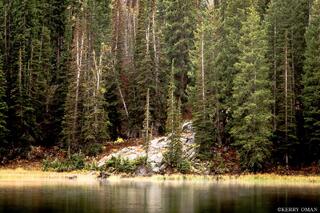 Forest Edge