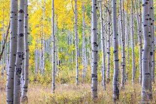 Order in the Aspens