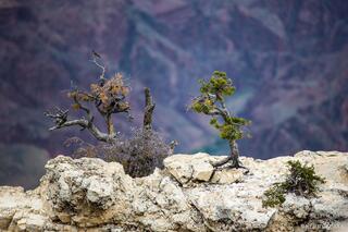 Companions on the Rim