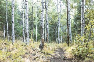 Path Through the Aspens