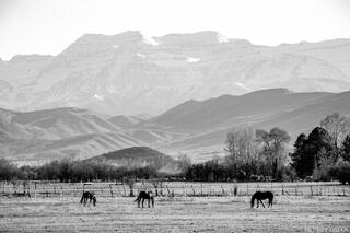 Grazing Beneath Timpanogos
