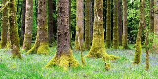 Bluebells and Mosslight