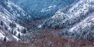 Winter Hollow