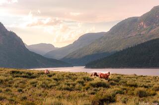 Mountain Horses