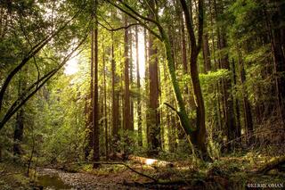 Light Through the Redwoods