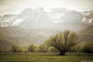 Spring Pastures