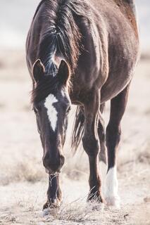 Marked by the Desert