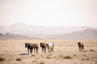 Onaqui Wild Horses