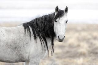 Graceful Onaqui Wild Horse in Winter Light
