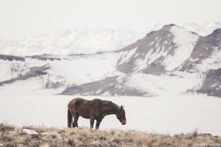 Winter Silence