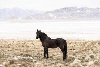 The Watchman