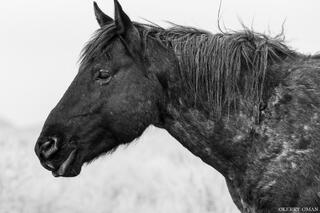 Dust and Character