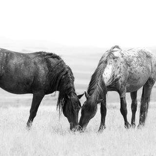 Shared Ground