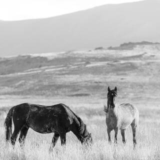 Watchful Pair