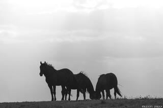 Edge of the Storm – Onaqui Wild Horses