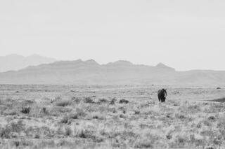 The Distant Line