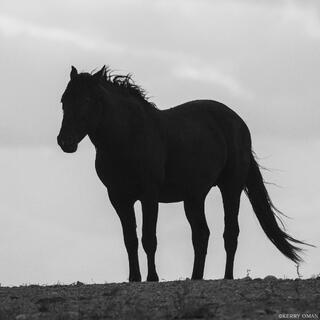Lone Stallion – Onaqui Wild Horse Silhouette