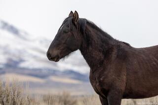 Profile of the Wild