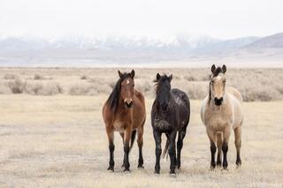 Desert Trio