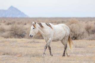 Desert Drift – Onaqui Wild Horse