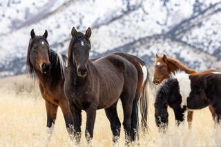 Winter Vigil – Onaqui Wild Horses