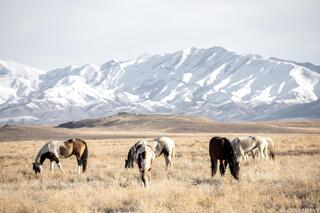 Onaqui Wild Horses Winter
