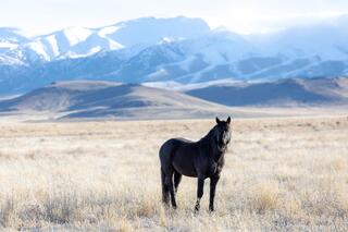 Standing Wild