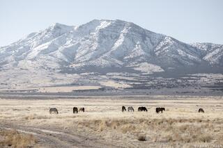The Quiet Herd