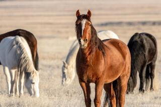 Center of the Herd