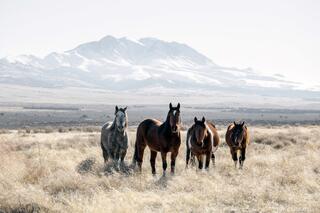 Guardians of the Range