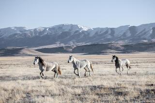 Winter Ascent – Onaqui Wild Horses