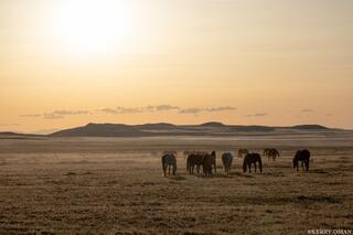 Last Light on the Plain