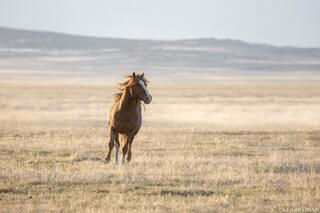 West of the Wind