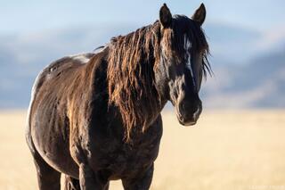 Onaqui Wild Stallion in Golden Light
