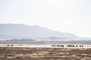 Onaqui Wild Horses in the Morning Haze
