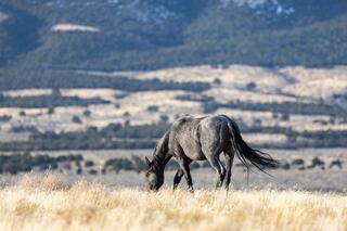 Solitary Graze