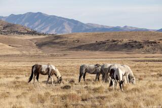 Patterns on the Open Range