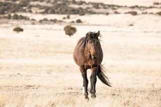 Steady Approach