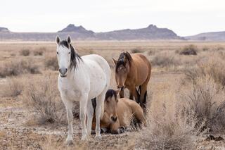 Onaqui Wild Horses Resting in the West Desert