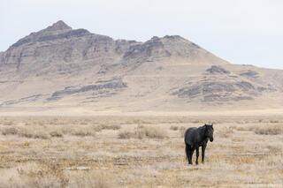 Solitary Strength – Onaqui Wild Horse in Utah's West Desert