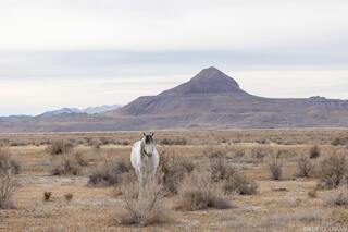 Onaqui Wild Stallion on Open Ground
