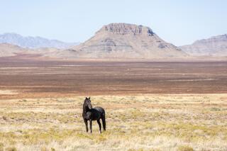 Lone Stallion of the West Desert
