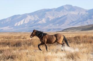 Wild Stallion in Motion – Onaqui Wild Horse