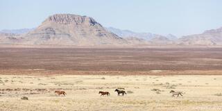 Wide Open Freedom – Onaqui Wild Horses in Motion