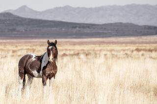 Painted Presence – Onaqui Wild Horse in the West Desert