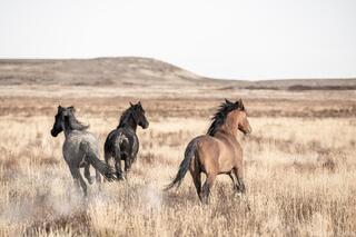Running Free in the West Desert