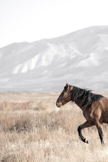 Focused Stride – Onaqui Wild Horse