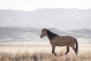 Watchful Presence – Onaqui Wild Horse in the West Desert
